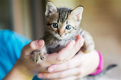 Looking to adopt a cat or kitten Find out how much cat adoption costs, access a cat adoption checklist and things to keep in mind during your first 30 days with a cat. . Free cat near me